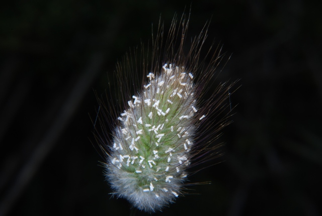 Lagurus ovatus / Piumino